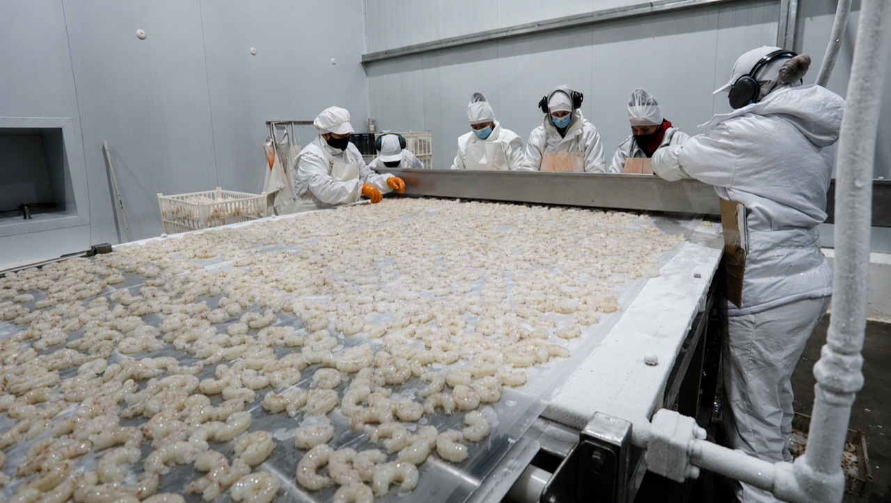 Línea de proceso de langostino en la planta de Puerto Madryn