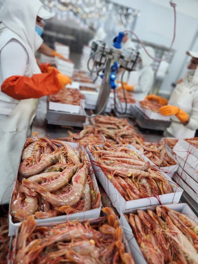 Langostino austral salvaje recién procesado