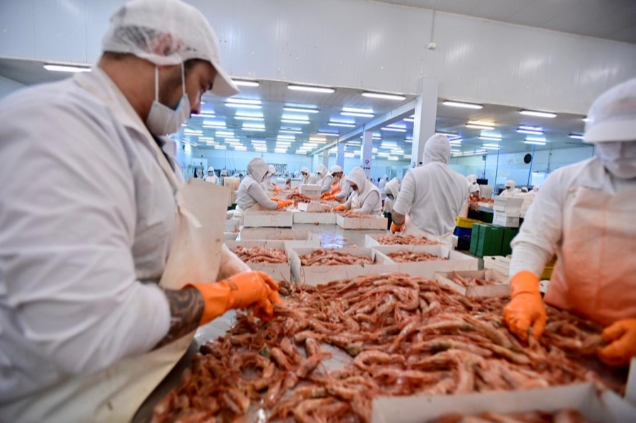 Procesamiento trazable de langostino en planta