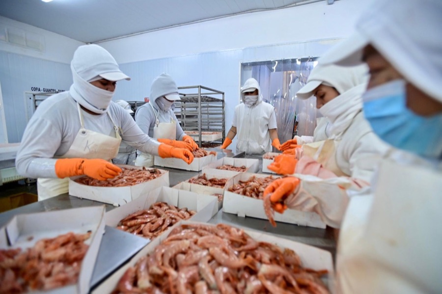Operarios clasificando langostino