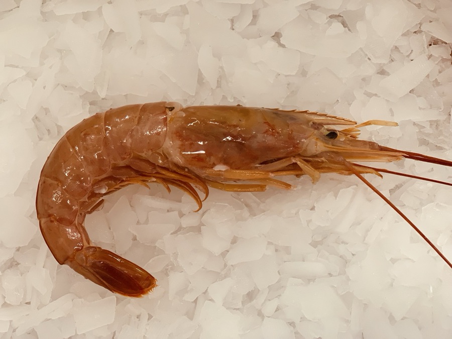 HOSO langostino entero con cabeza