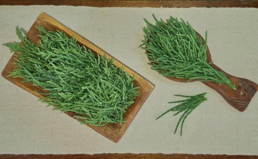 Salicornia, cultivo halófito de la granja biosalina